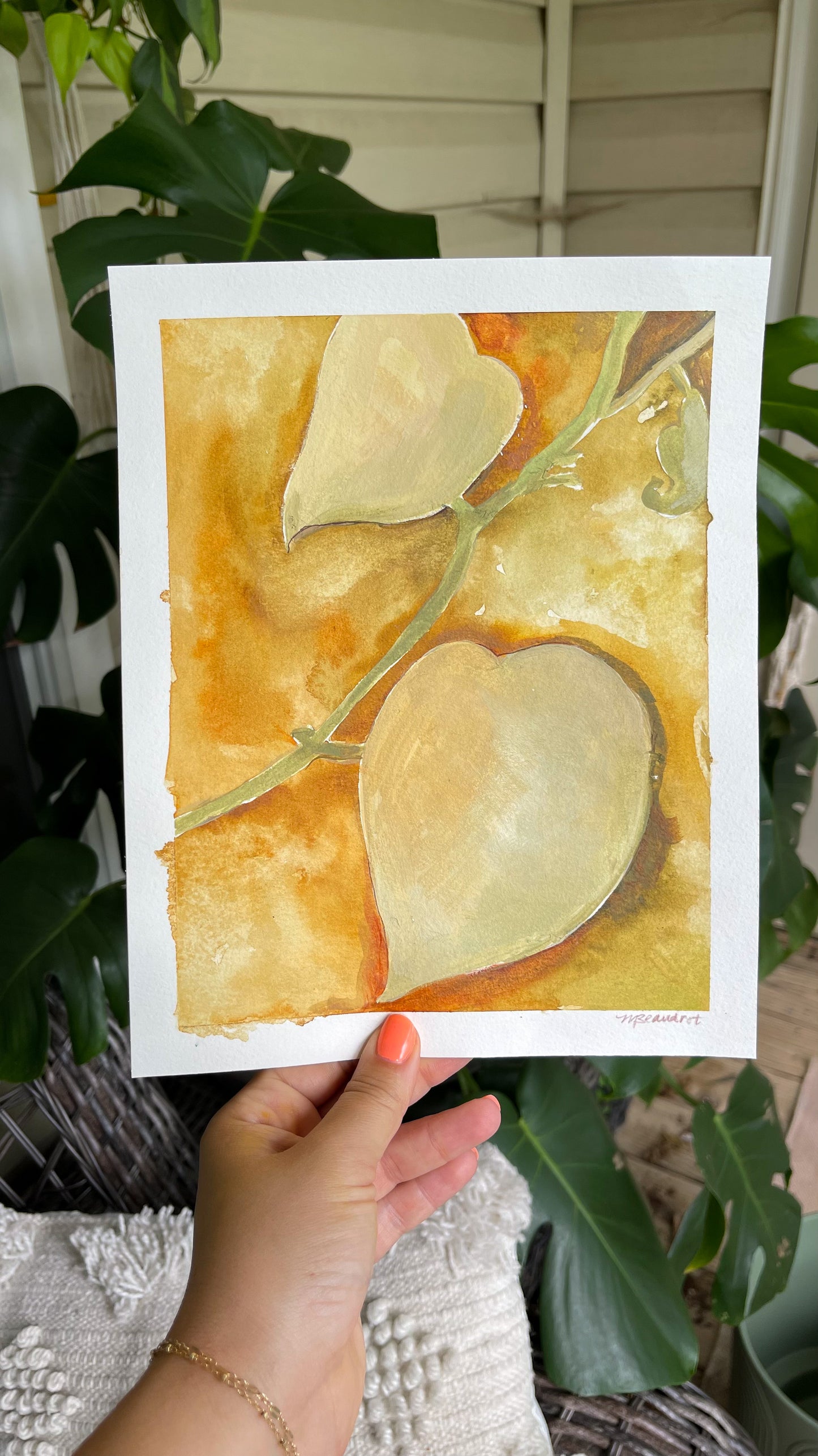 Botanical Studies in Ochre