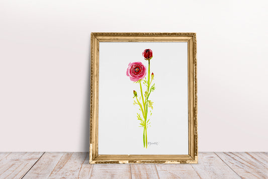 Ranunculus Stems No. 1
