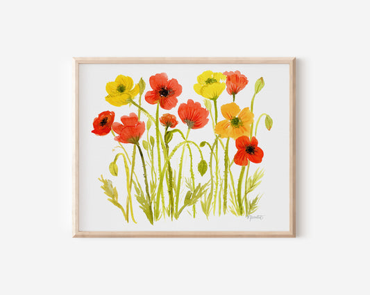 Fiesta Poppy Field