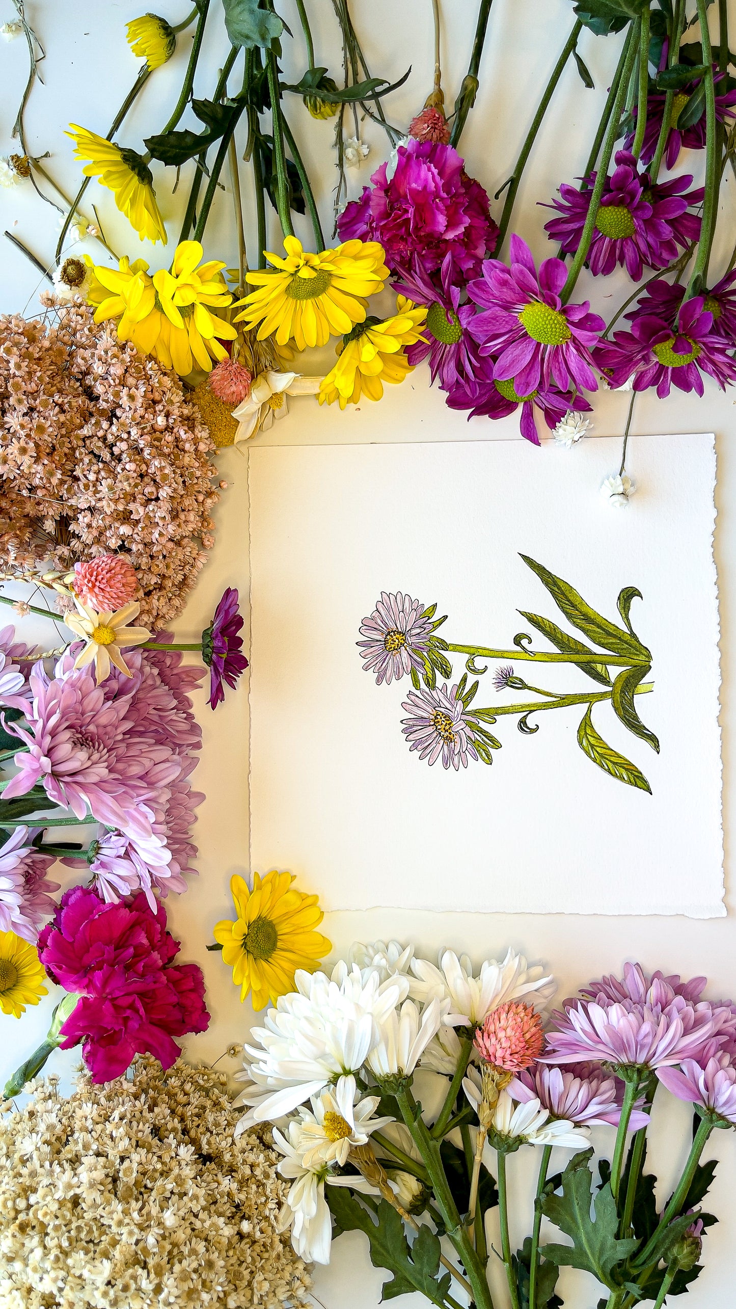 September Aster Flower Watercolor Birth Month Flower Botanical Art Print