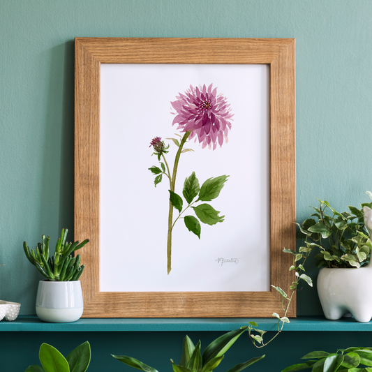 Dahlia in Bloom Watercolor Art Print