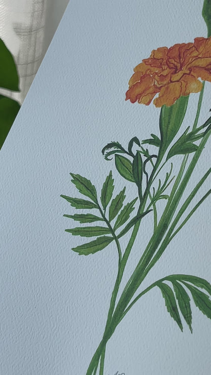 Marigold Watercolor Art Print