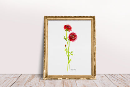 Ranunculus Stems No. 2