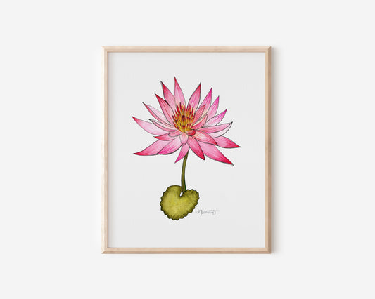 July Water Lily Watercolor Birth Month Flower Botanical Art Print