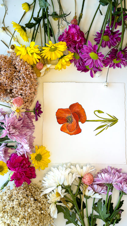 August Poppy Lily Watercolor Birth Month Flower Botanical Art Print