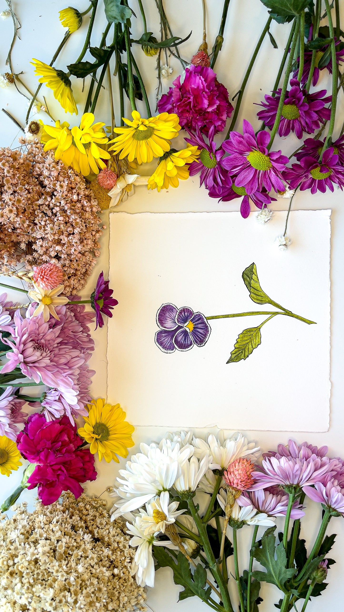 February Violet Watercolor Birth Month Flower Botanical Art Print